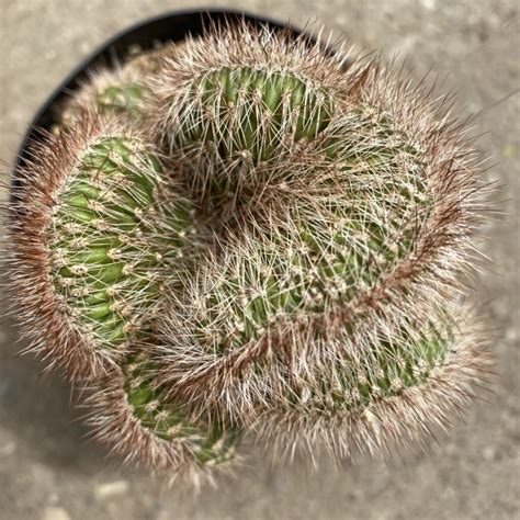 Brain Cactus (Stenocereus hollianus cristata) – Tropicals/Houseplants ...