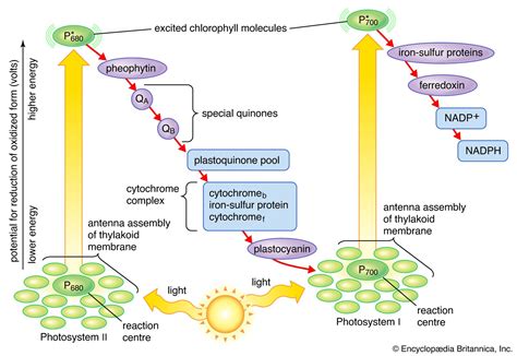 Photosynthesis - Electron Pathway, Chloroplasts, Light Reactions ...