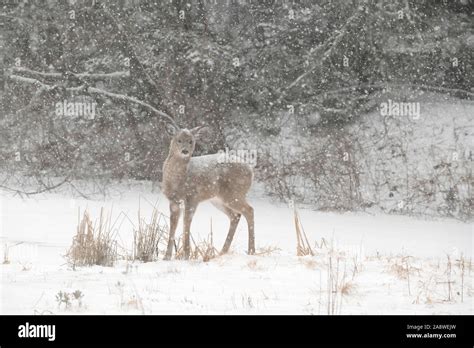 Baby deer snow hi-res stock photography and images - Alamy