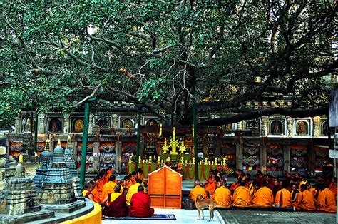 The Bodhi Tree - Bodh Gaya - Buddha Gaya Tree