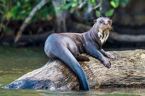 giant otter | Rainforest animals, Giant river otter, Amazon animals