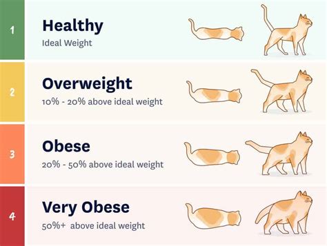 Domestic Cat Weight Chart