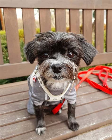 Black Maltese: The Ultimate Guide to This Lovable Black Canine