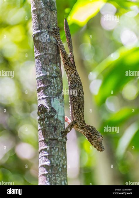 Mossy leaf-tailed gecko - Madagascar Stock Photo - Alamy