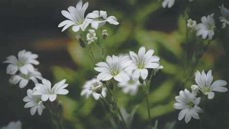 Sneaky Weeds That'll Wreak Havoc On Your Lawn During Winter