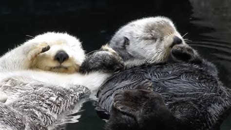 Do otters hold hands? - Animal-Club.co.uk