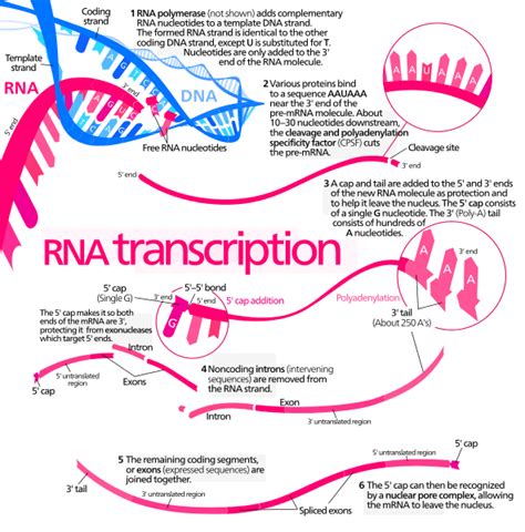 Transcription (biology) Definition and Examples - Biology Online Dictionary