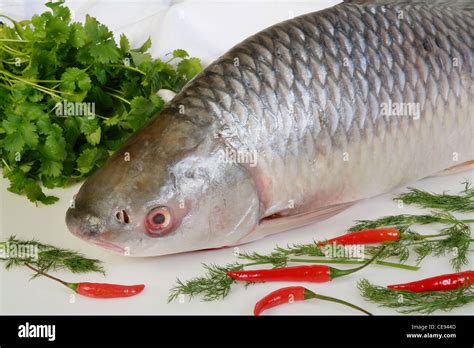 Mrigal hi-res stock photography and images - Alamy