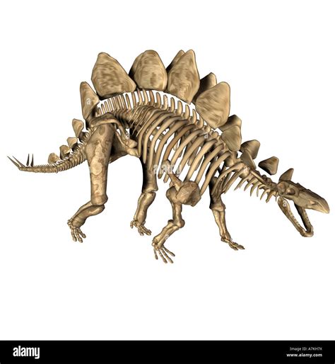 Stegosaurus skeleton hi-res stock photography and images - Alamy