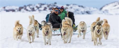 Inuit Sled Dog