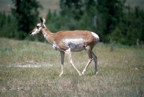 Pronghorn - Antilocapra americana - NatureWorks