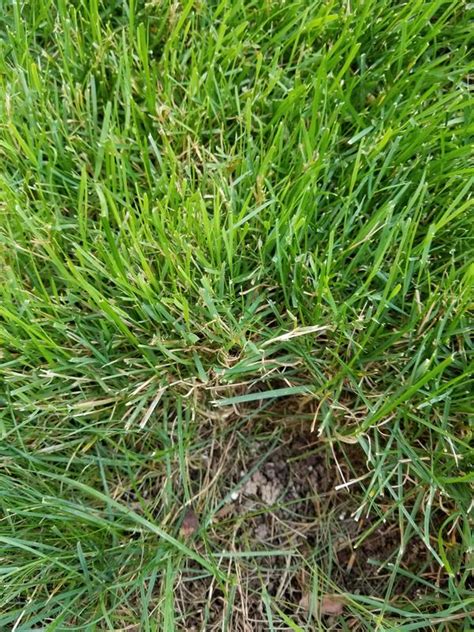 Is this nutsedge? | Lawn Care Forum