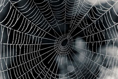 The secrets of why spider threads stay taut are inspiring the ...