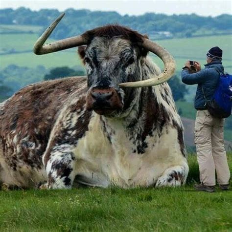 So huge | Unusual animals, Giant animals, Weird animals