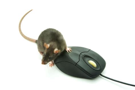 Premium Photo | Rat and computer mouse