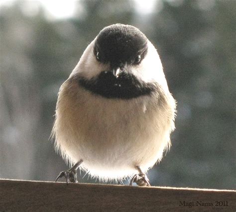 Canadian Birds: Black-capped Chickadee