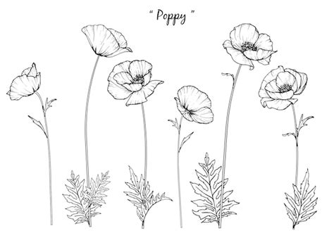 Premium Vector | Poppy leaf and flower drawings.