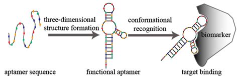 Molecules | Free Full-Text | A Highlight of Recent Advances in Aptamer ...