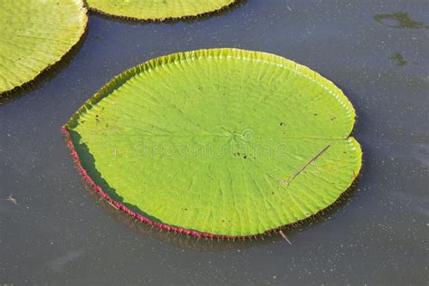 Victoria Lotus Leaf it is the Largest Lotus Flower that Floats on the ...