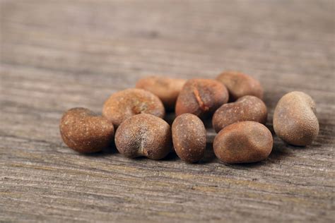 5 Health Benefits of Baobab (and How to Use It) — Nuts.com