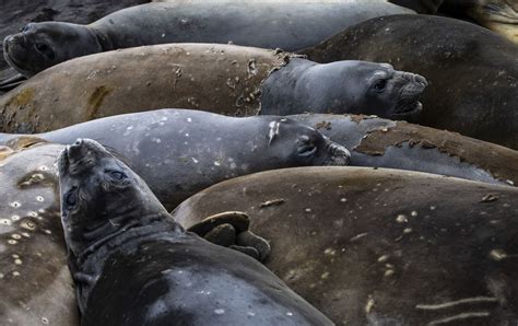 Antarctic seals are helping scientists learn more about melting ...