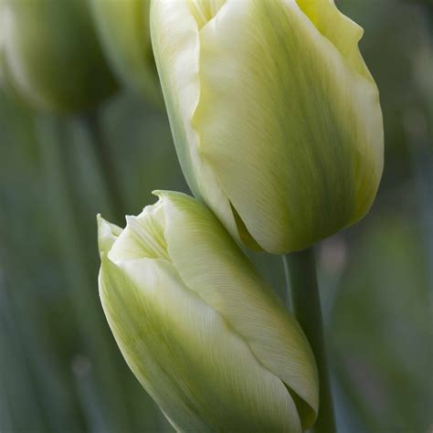 Tulips Green | Tulips Flower