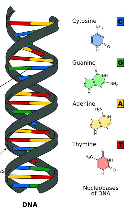 DNA and RNA — Structure & Function - Expii