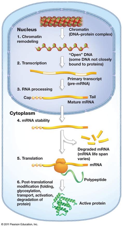 Biology: Compare and Contrast Gene Regulation in Bacteria and Human