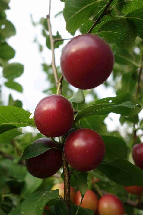 Plum Tree Fruit / Friar Plum Tree Fruit Tree Nursery Turkey - Maybe you ...