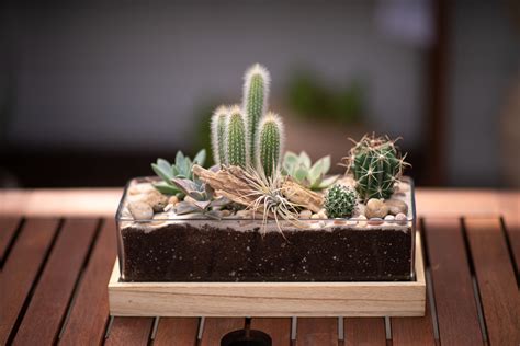 5 Care Tips to Keep Your Cactus Happy – West Coast Gardens