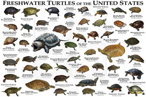 Freshwater Turtles of the United States Art Print / Field Guide - Etsy ...