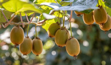 Kiwi fruit tree: How to grow and take care?