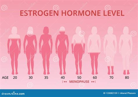 Estrogen Hormone Levels Chart, Menopause, Vector Stock Vector ...