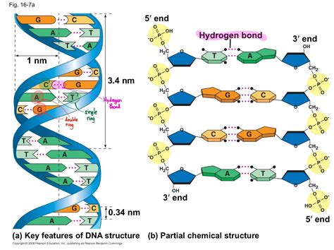 DNA structure