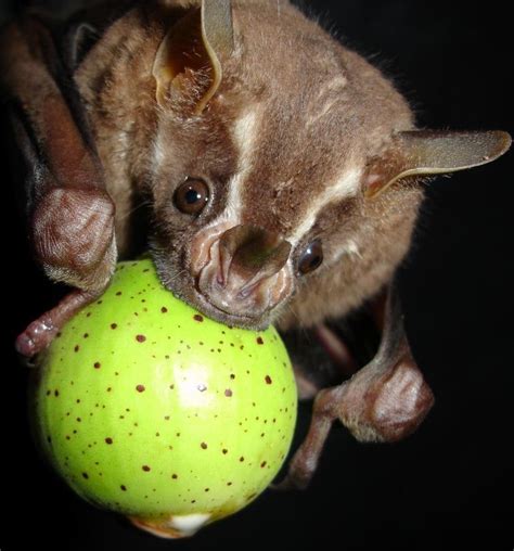 The Great Fruit-eating Bat (Artibeus lituratus) lives in small groups ...