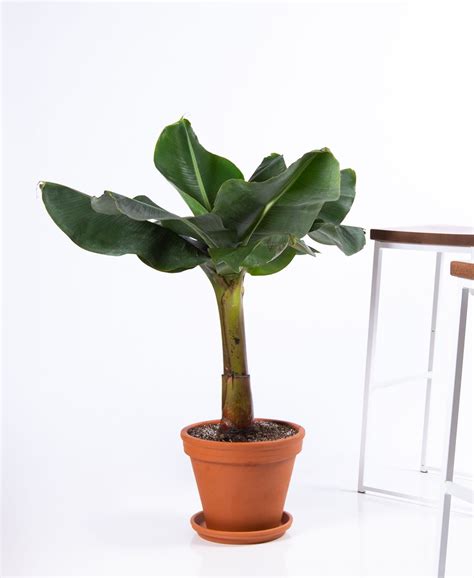 Join the Waitlist - Bloomscape | Large indoor plants, Banana plant ...