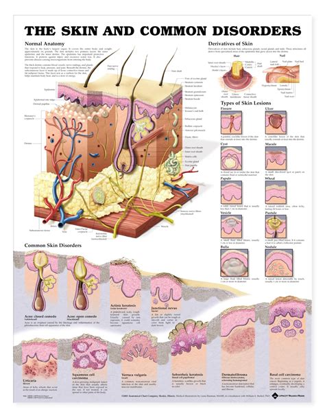 The Skin and Common Disorders - Charts | 1974