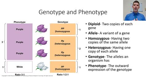 Super Basic Genetics Genotype, Phenotype, Alleles - YouTube