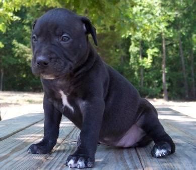 American Bandogge Puppies for Sale in Blountsville, Alabama Classified ...