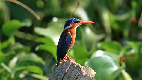 Uganda Bird watching Tour 19 Days – Bikwasi Tours & Travel