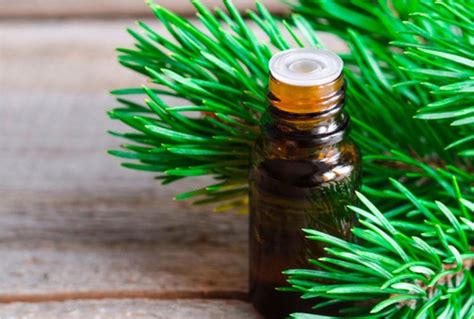 Pine essential oil facts and benefits - PT Tamba Sanjiwani