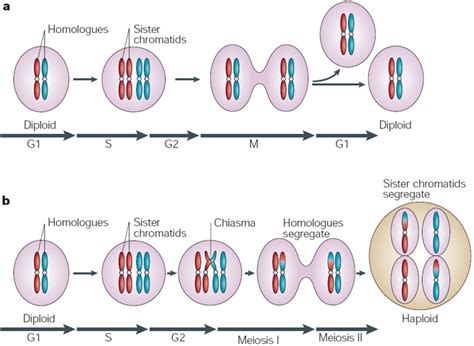 The mitotic and meiotic cell cycles | Learn Science at Scitable