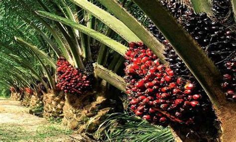 Perusahaan Kebun Kelapa Sawit Terbesar di Indonesia | Arparts