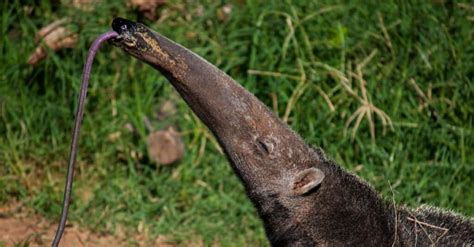 Giant Anteater Tongue