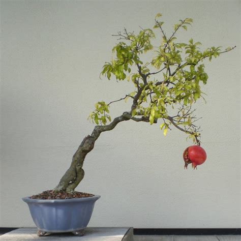 Bonsai Dwarf Pomegranate Fruit Punica granatum - 25 Seeds