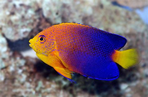 Saltwater Angelfish Species