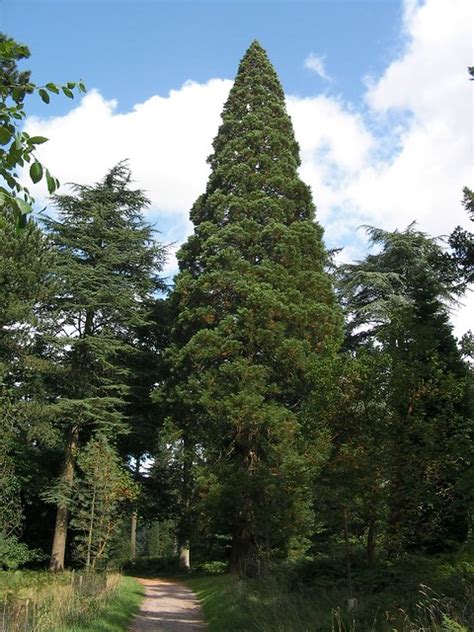 Cone shaped fir tree | Flickr - Photo Sharing!