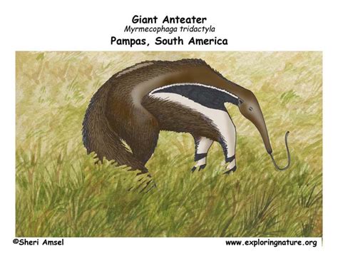 Anteater (Giant) Body Diagrams and Habitat Posters