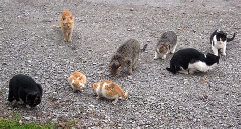 We need to talk about feral cats | RNZ