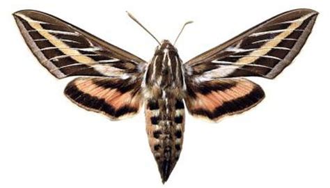 Life Cycle of the Sphinx Moth | Moth, Shade plants, Hawk moth